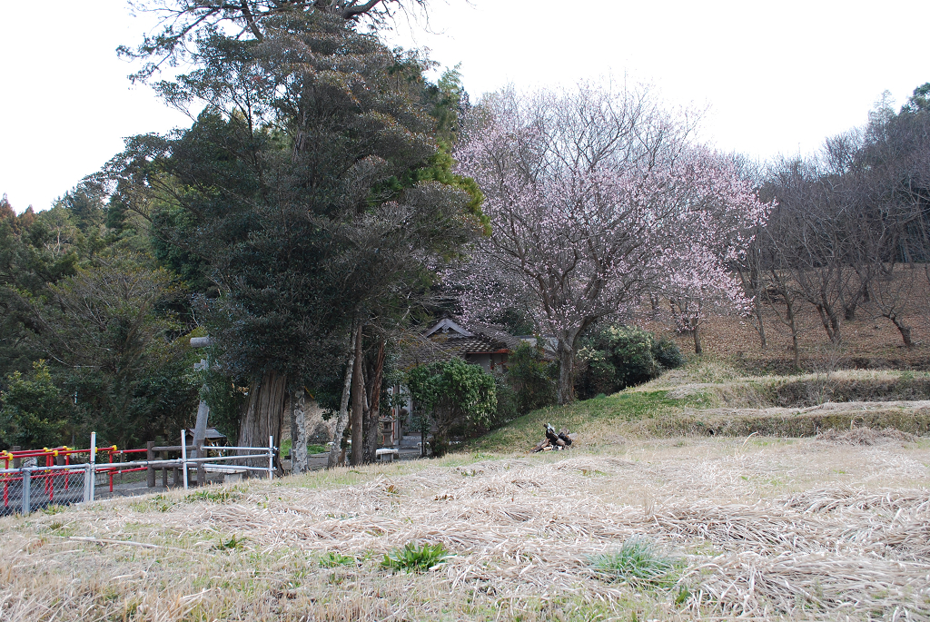 平野神社境内